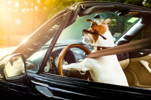 11 Best Dog Hammocks for Your Car (2020)